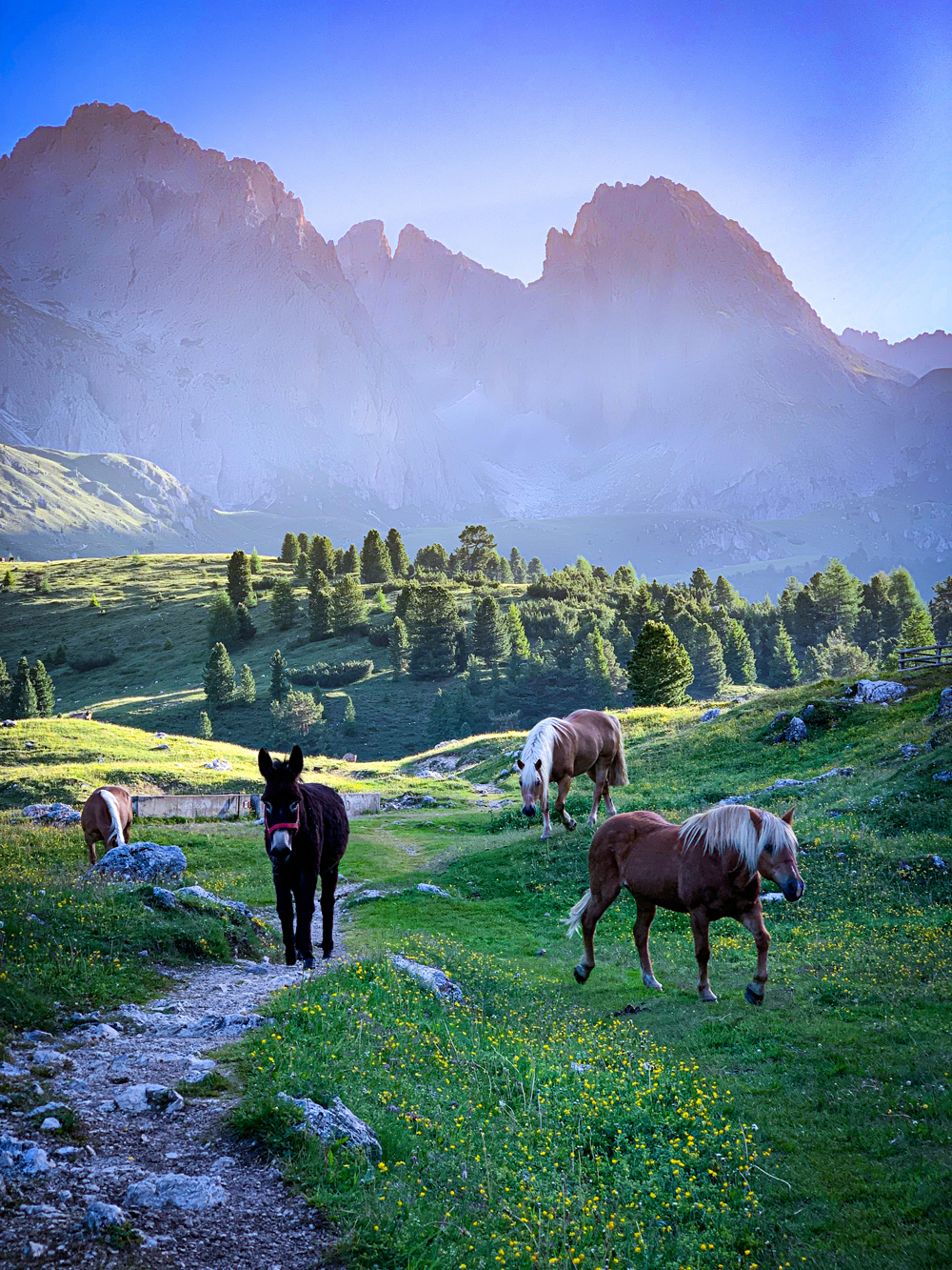 Haflinger Pferde Dolomiten