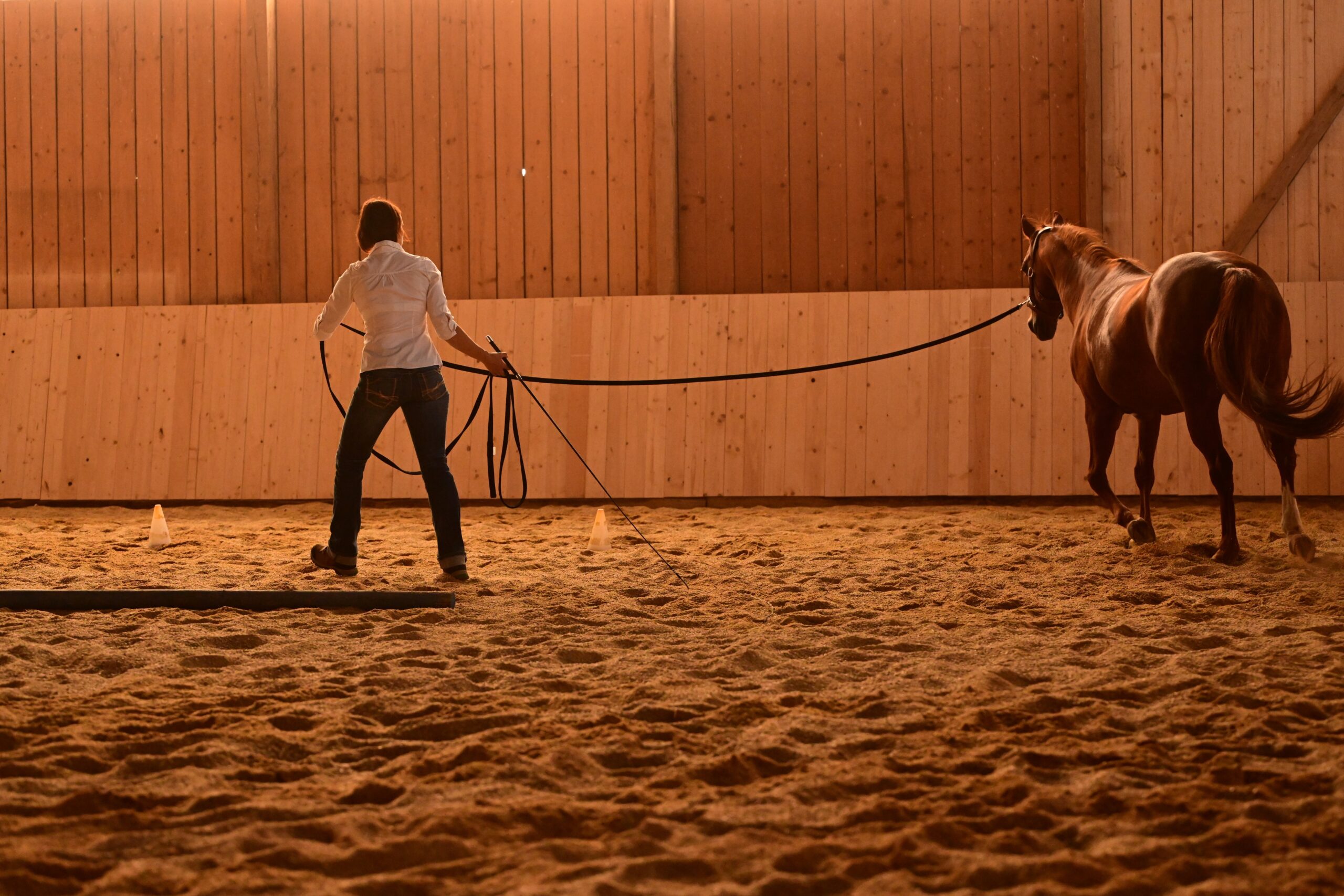 Longieren Pferd – Kompletter Leitfaden für erfolgreiches Training