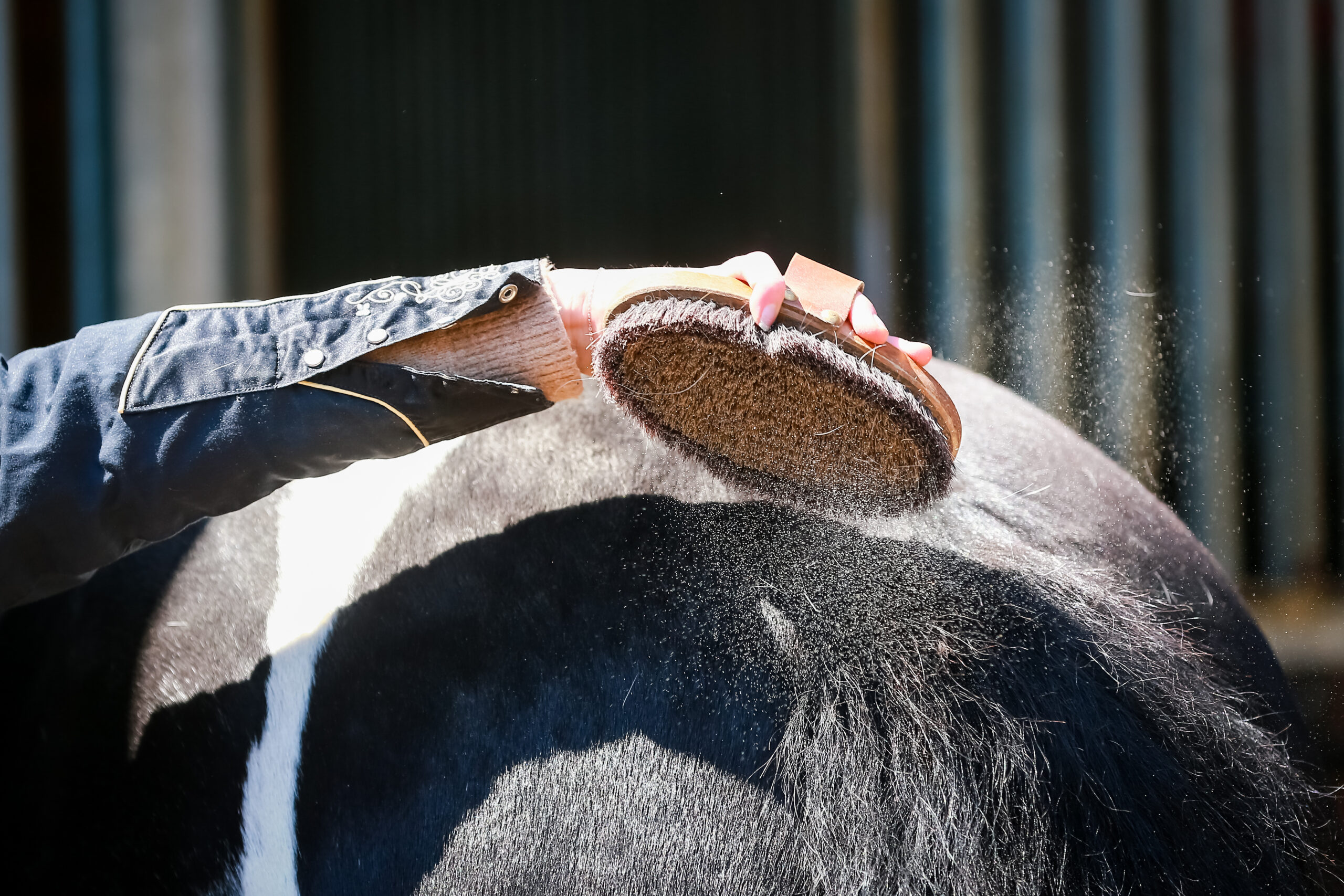 Effektiv Pferdehaar Entfernen: Tipps & Tricks für den Alltag