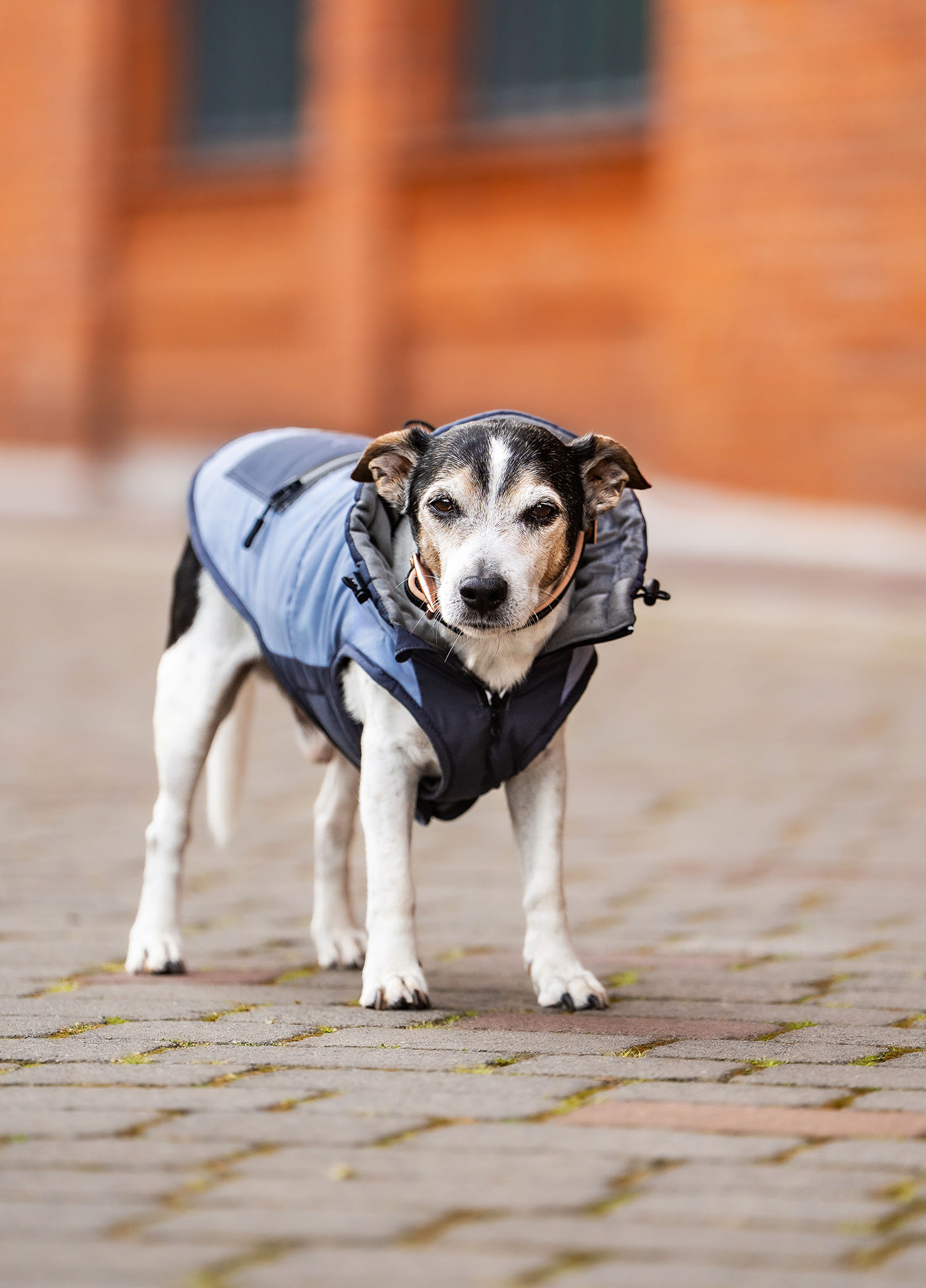 Charly - Exklusiver Hundewintermantel von Portini – Classic Blau