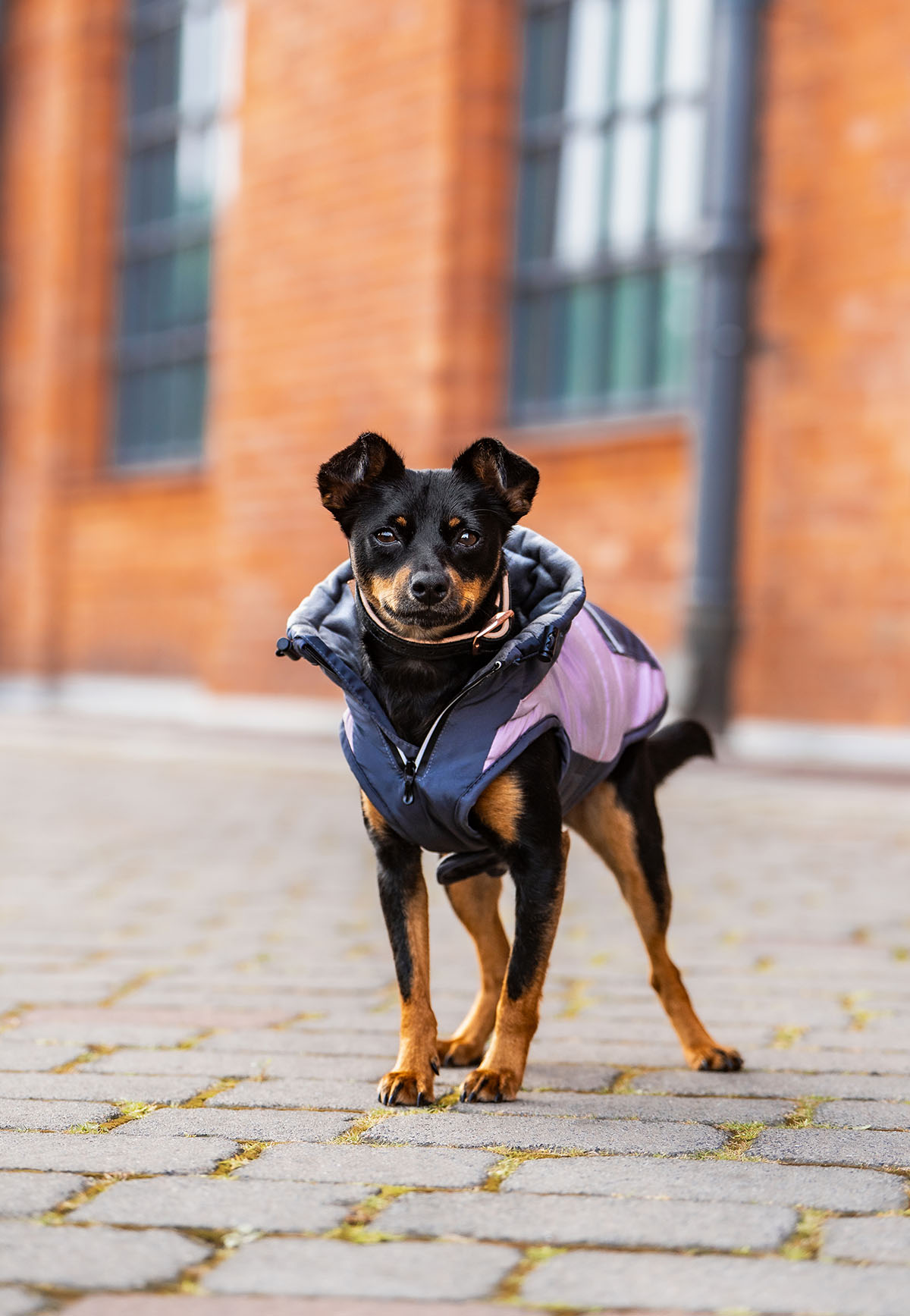 Peggy Su - eleganter Hundewintermantel – in Purple